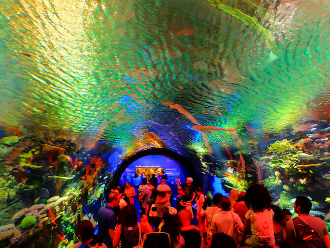 New York Aquarium - New York Aquarium Fish